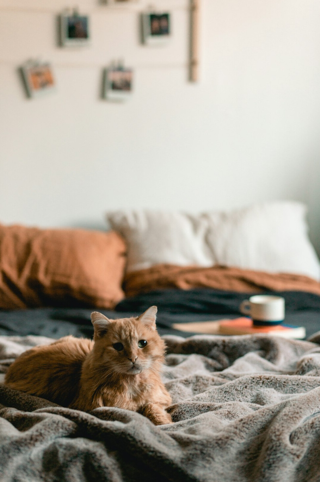cozy organized bedroom
